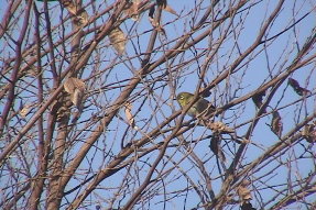 japanesewhiteeye2