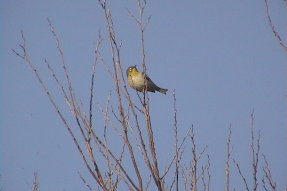 japanesewhiteeye3