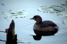 littlegrebe1