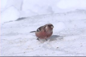 longtailedrosefinch1