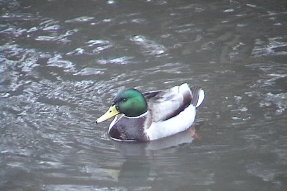 mallard1