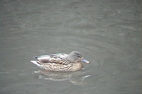 mallard2