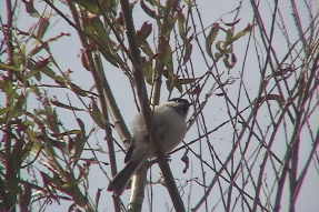 marshtit1