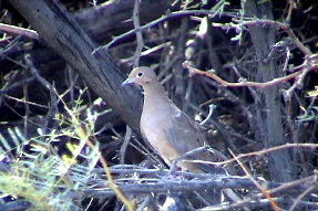 mourningdove1