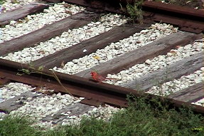 northerncardinal1