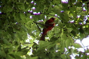 northerncardinal2