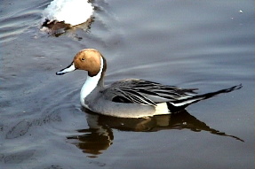 northernpintail1
