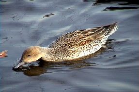 northernpintail2