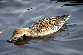 northernpintail2
