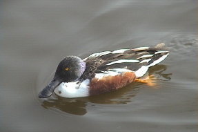 northernshoveler1