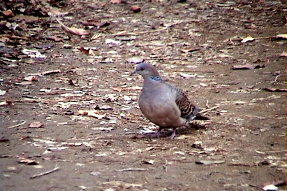 orientalturtledove1