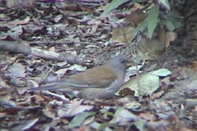 palethrush1