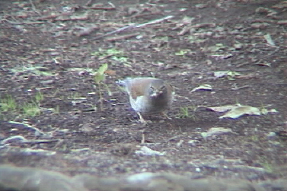 palethrush2