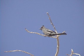 phainopepla1