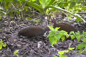 philippinemegapode1