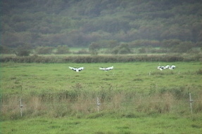 redcrownedcrane1