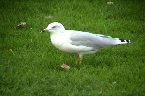 ringbilledgull1