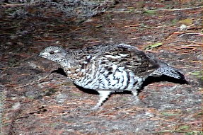 ruffedgrouse1