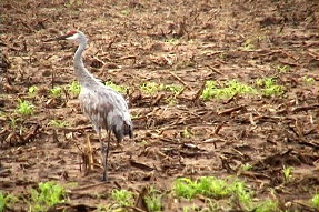 sandhillcrane1