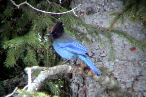 stellersjay1