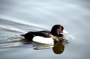 tuftedduck1