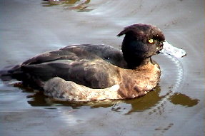 tuftedduck2