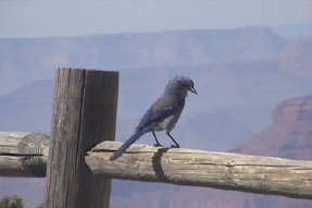 westernscrubjay1