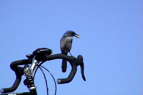 westernscrubjay2