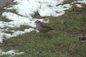 whitecrownedsparrow1