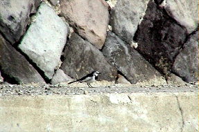 whitewagtail1