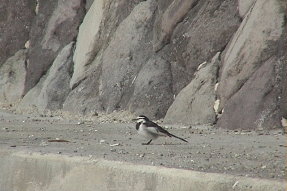 whitewagtail2