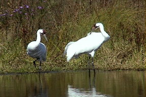 whoopingcrane1