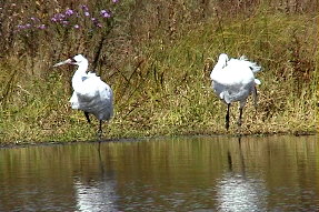 whoopingcrane2