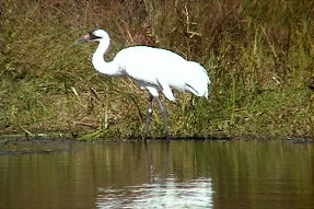 whoopingcrane3