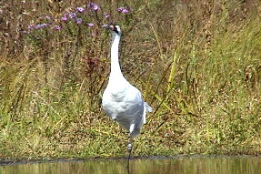 whoopingcrane4