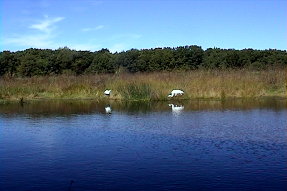 whoopingcrane5