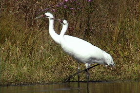 whoopingcrane6