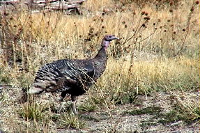 wildturkey1