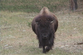 bison1