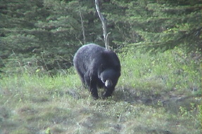 blackbear1