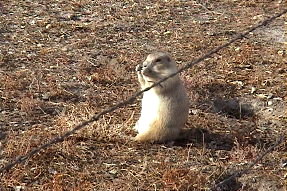 blacktailprairiedog1