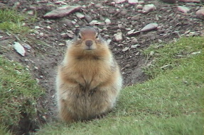 columbiangroundsquirrel1