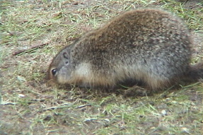 columbiangroundsquirrel2