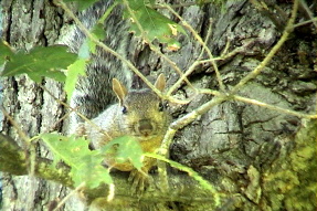 easterngraysquirrel2