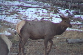 elk1