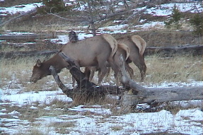 elk2