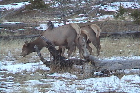 elk2