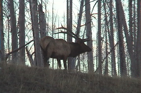 elk3