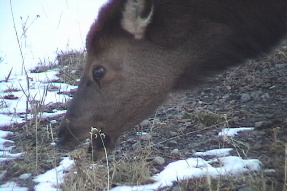 elk4