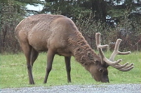 elk5